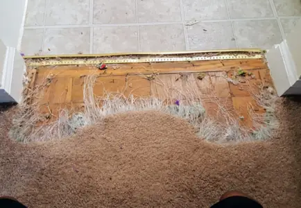 🐾 Pet Damage Carpet Repairs